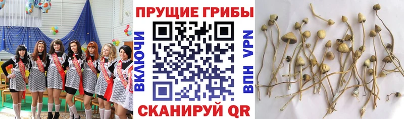 Псилоцибиновые грибы MAGIC MUSHROOMS  Баксан 